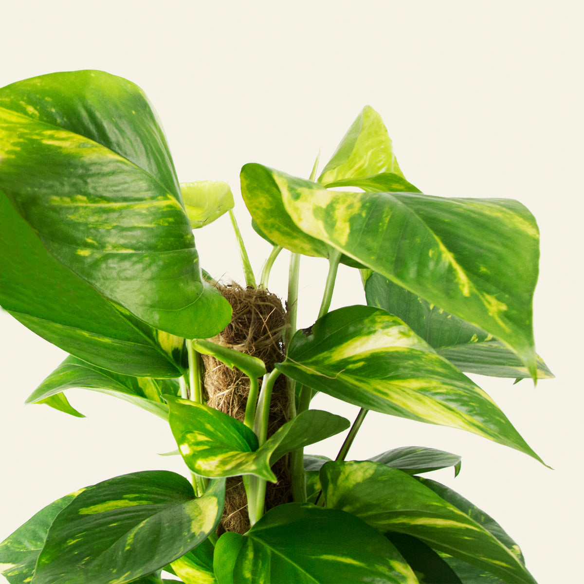 Natural Touch Pothos Plant 37 '' Alto, finta disposizione del verde di edera  del diavolo per l'arredamento della casa, pianta di vite appesa a parete di  seta artificiale, ghirlanda -  Italia