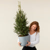 Potted spruce tree