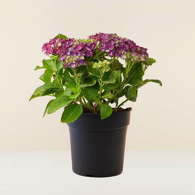 Purple Hydrangea (Hydrangea Macrophylla)