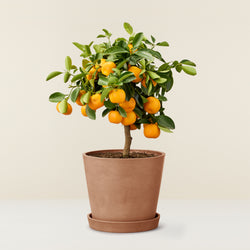 Calamondin - orange tree