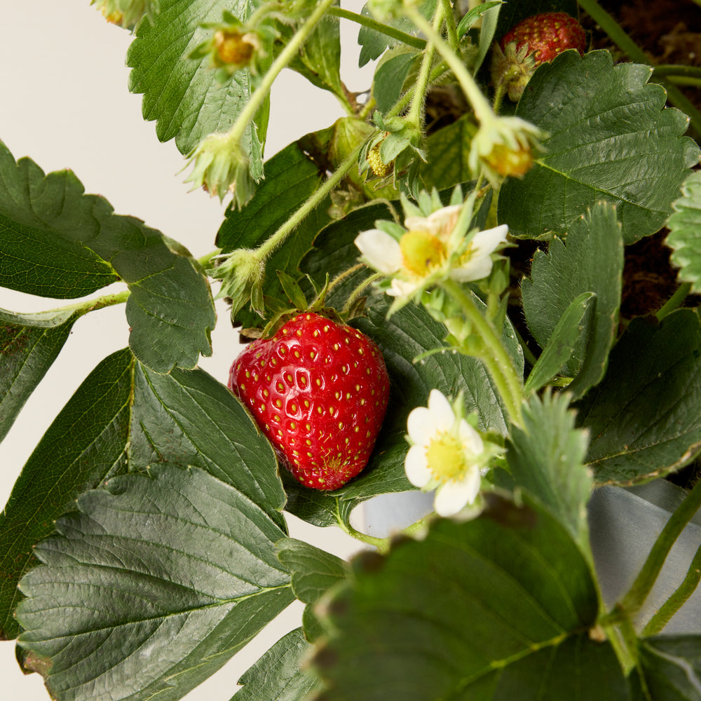 Strawberry plant (Fragaria ananassa)