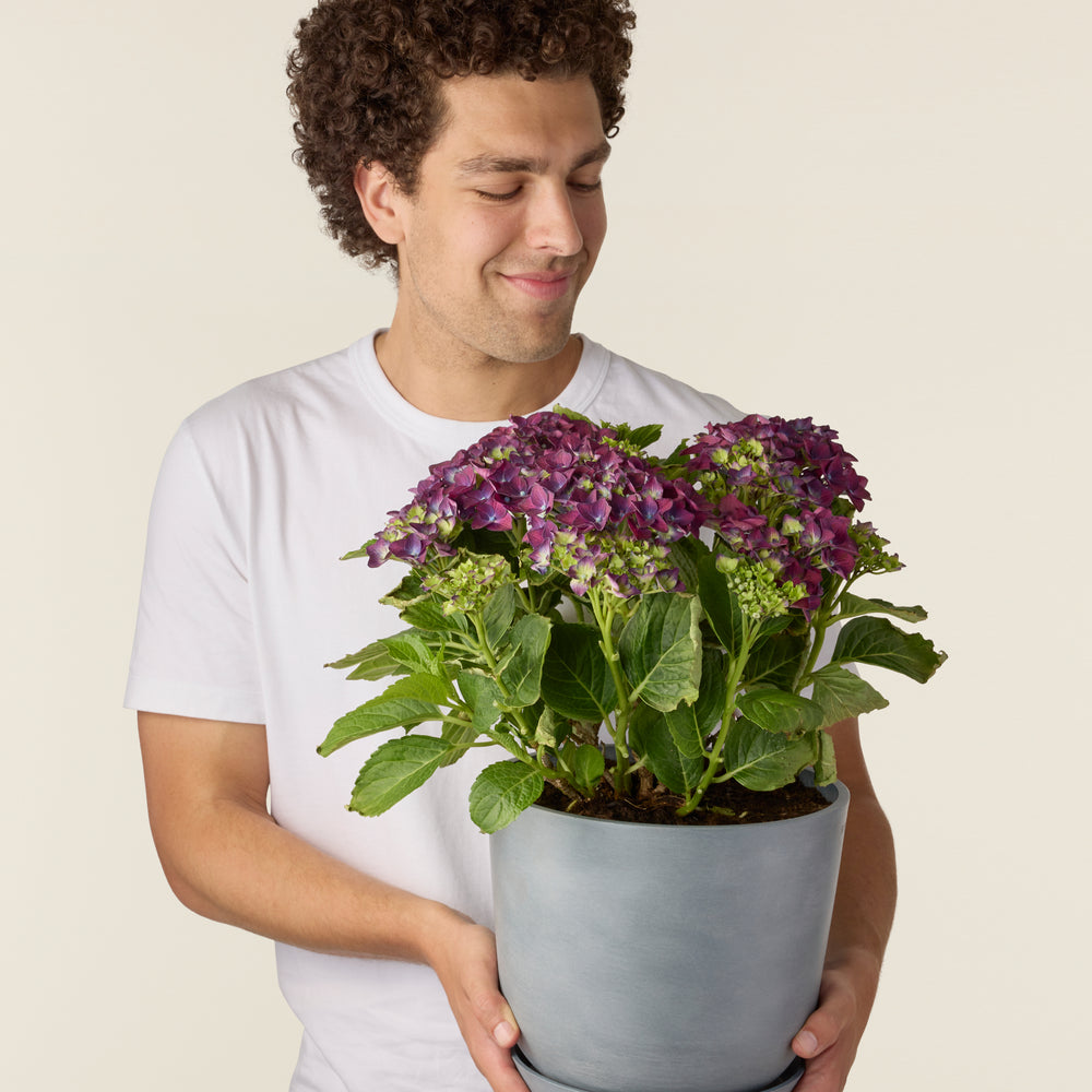 Purple Hydrangea (Hydrangea Macrophylla)