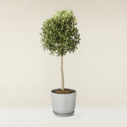 Olive tree (Olea europea)