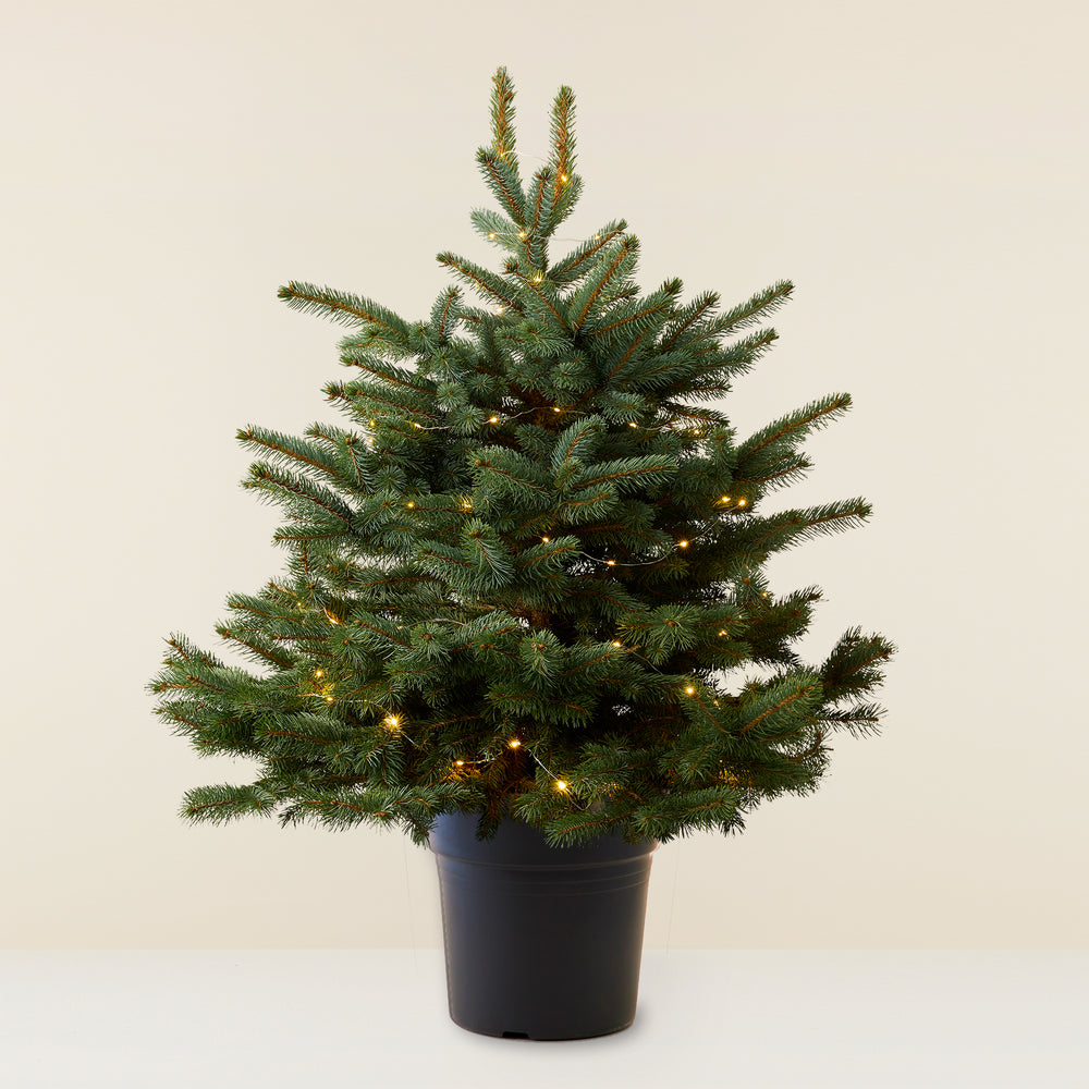 Christmas tree in pot (Blue spruce) - XL