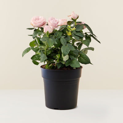Rose in pot - pale pink
