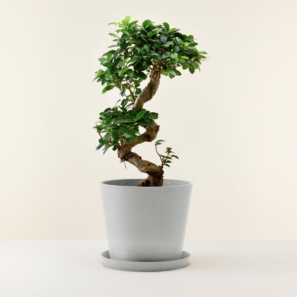 Feuille verte foncée purifiante du bonsai ficus ginseng