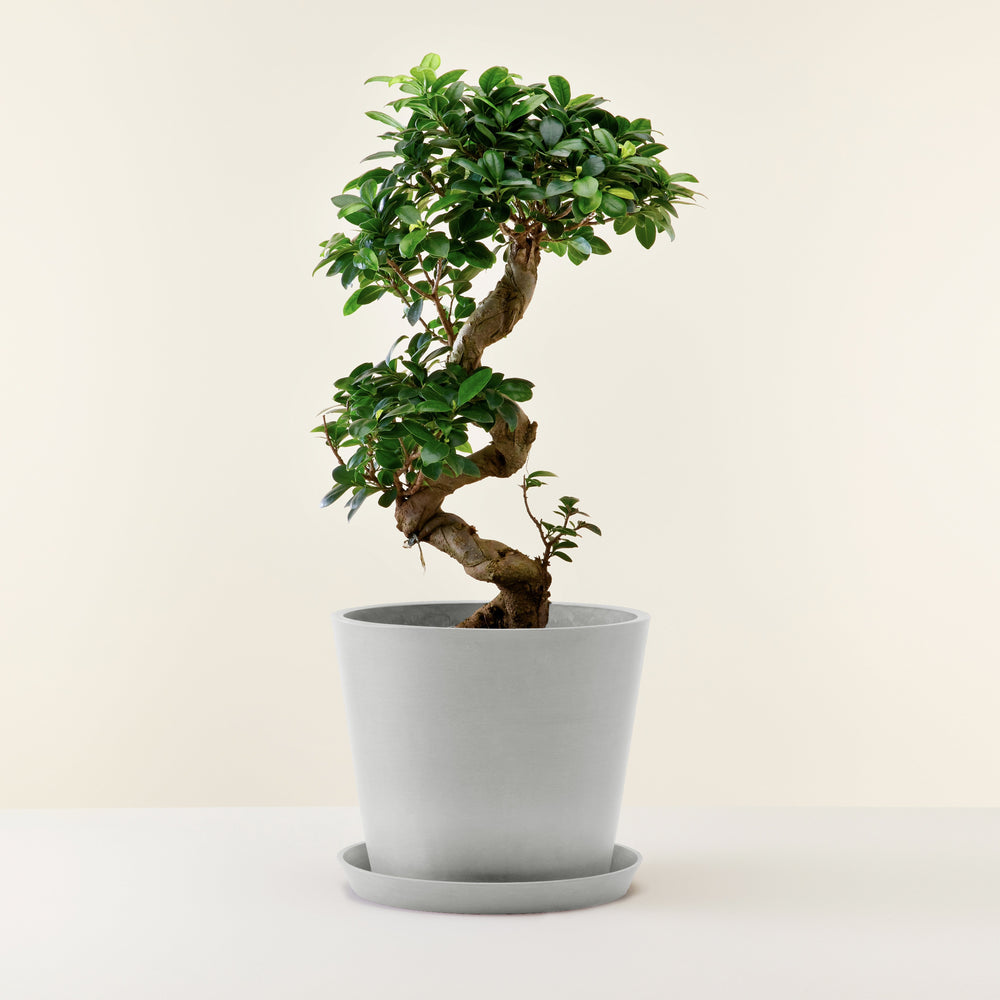 Bonsai, ficus ginseng