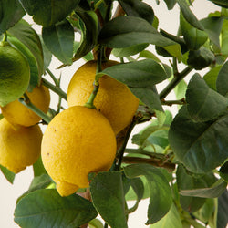 Citrons pendus à un citronnier en intérieur