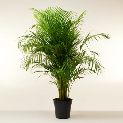 palmier areca 150cm xxl plante intérieur