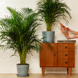 Areca palm (dypsis lutescens) XXL
