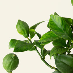 citron vert et ses feuilles