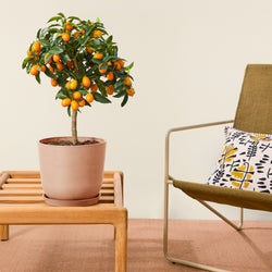 Livraison plante d'intérieur kumquat ecopots terracota salon deco
