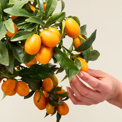 fruit kumquat main feuille oranger plante