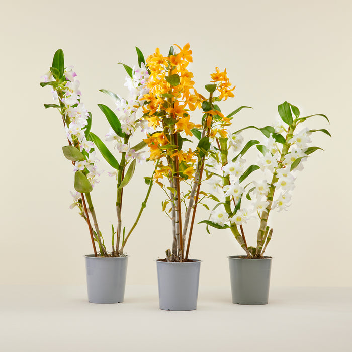 Bamboo Orchid Trio