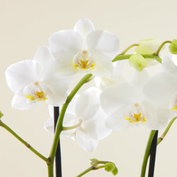 White Phalaenopsis multiflora Orchid