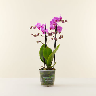 Orchid Phalaenopsis multiflora Pink