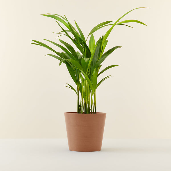 Areca palm (dypsis lutescens) - Mini