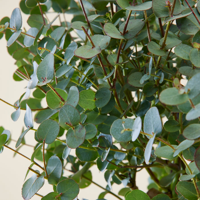 feuille d'Eucalyptus en interieur