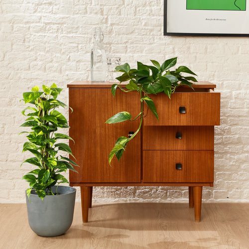 Natural Touch Pothos Plant 37 '' Alto, finta disposizione del verde di edera  del diavolo per l'arredamento della casa, pianta di vite appesa a parete di  seta artificiale, ghirlanda -  Italia