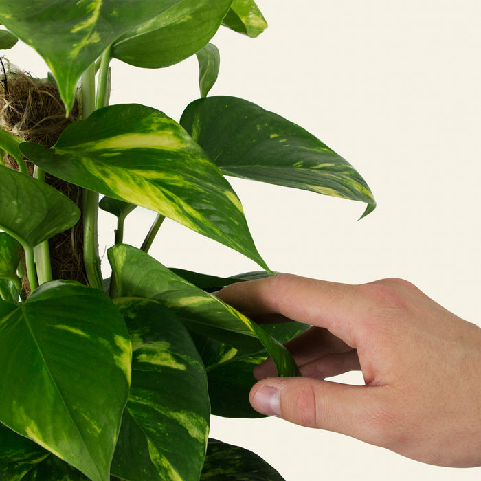 Natural Touch Pothos Plant 37 '' Alto, finta disposizione del verde di edera  del diavolo per l'arredamento della casa, pianta di vite appesa a parete di  seta artificiale, ghirlanda -  Italia