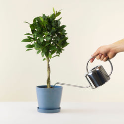 Watering Can for House Plants