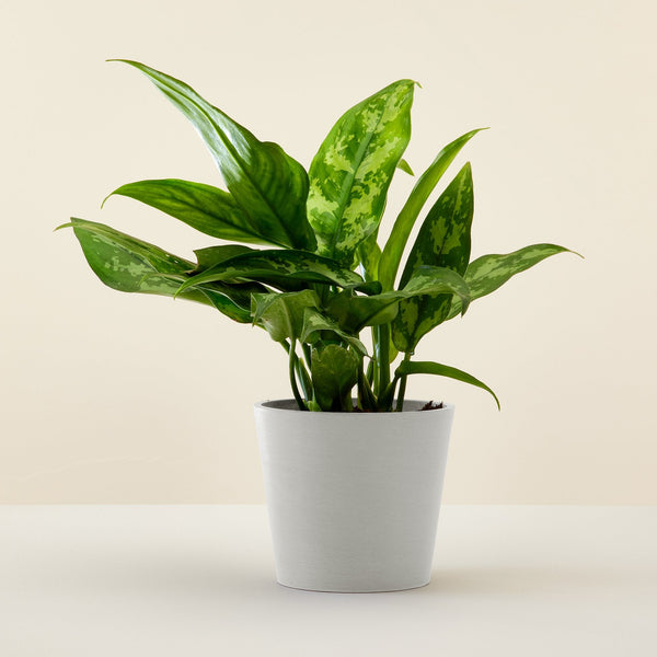 Feuille de l aglaonema vert achete en ligne sur flowy