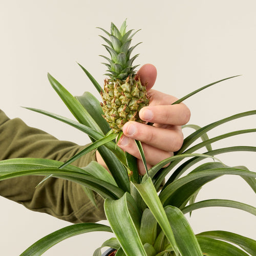 Bromelia Ananas