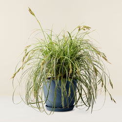 Carex grass (Oshimensis)