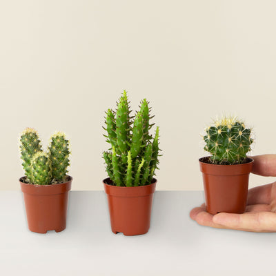 Trio of mini cacti