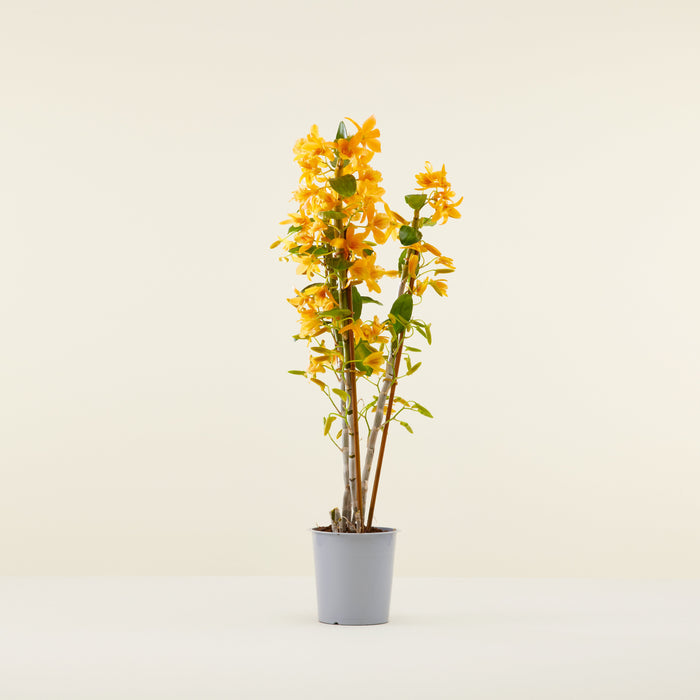 Orange Bamboo Orchid
