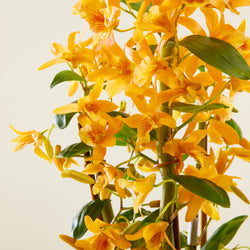 Orange Bamboo Orchid