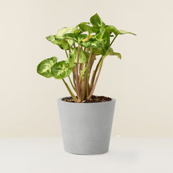Arrowhead plant (mini)