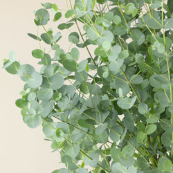 feuilles d'eucalyptus gunnii